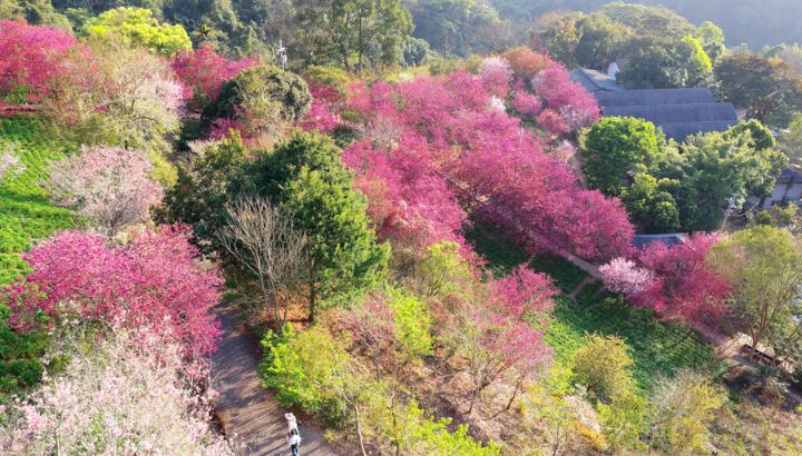 Biển hoa Xinshe rực rỡ sắc m&agrave;u
