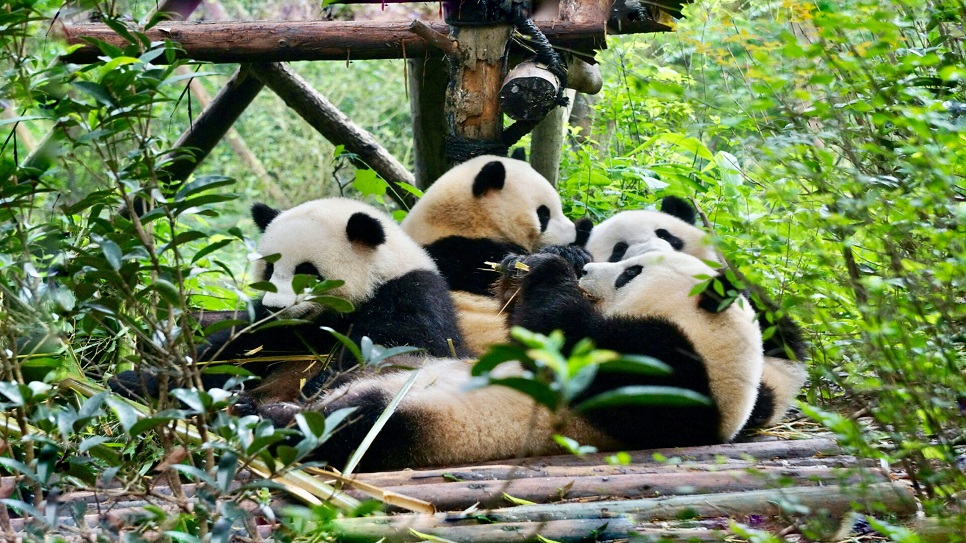 Trung t&acirc;m Bảo tồn v&agrave; Nghi&ecirc;n cứu Gấu tr&uacute;c Th&agrave;nh Đ&ocirc;
