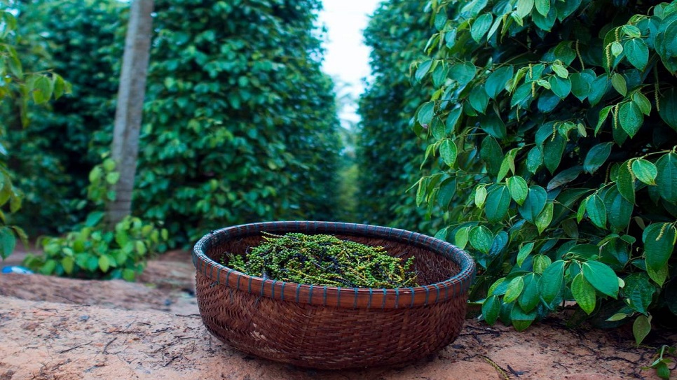 Vườn tiêu Phú Quốc