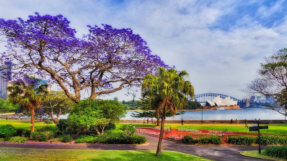 Ngắm hoa phượng t&iacute;m tại Sydney