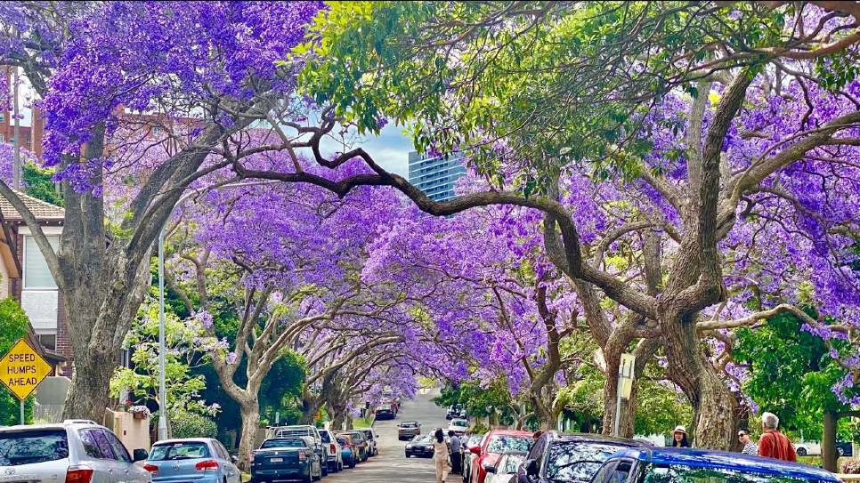 Phượng t&iacute;m jacaranda
