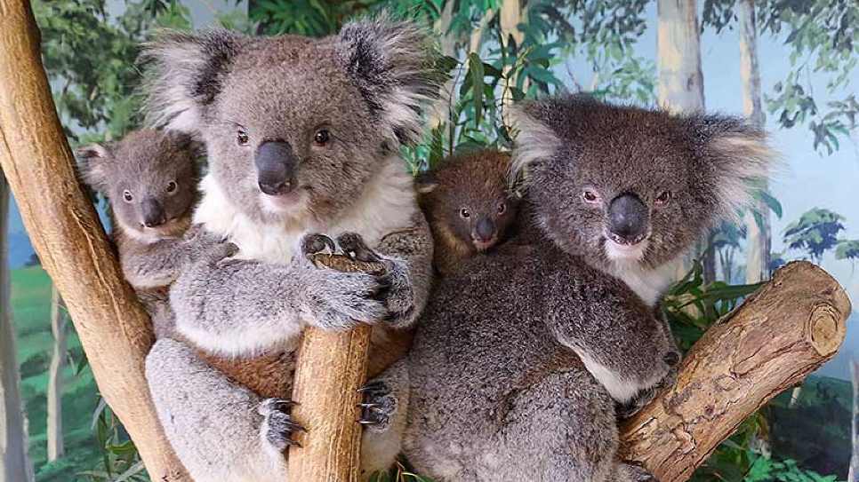 C&ocirc;ng vi&ecirc;n Maru Koala