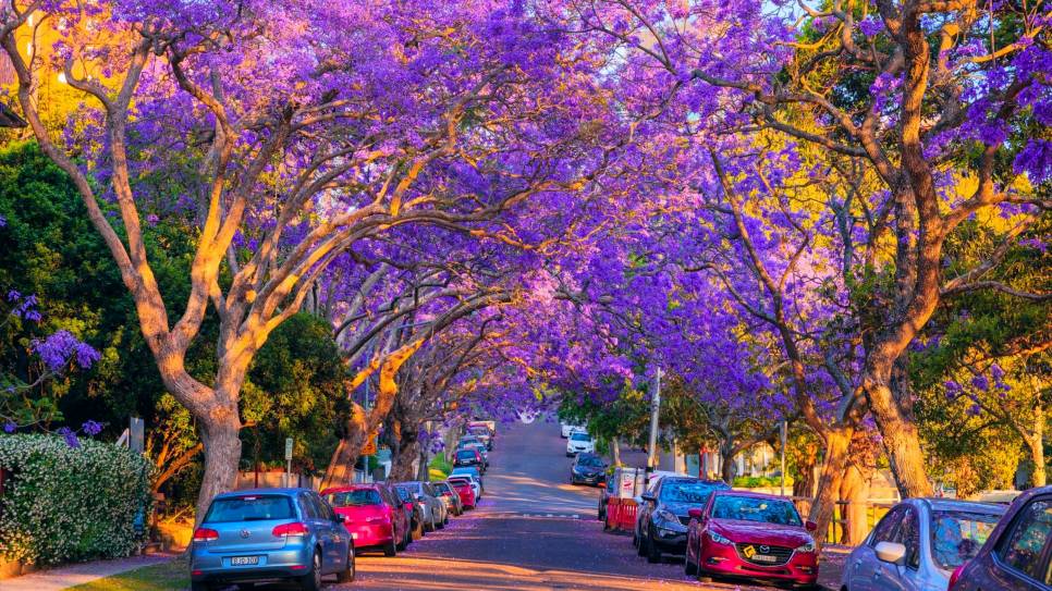 Tận hưởng khung trời m&ugrave;a xu&acirc;n tại Sydney