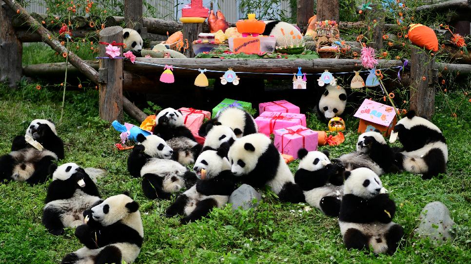 Trung tâm bảo tồn và nghiên cứu gấu trúc Thành Đô