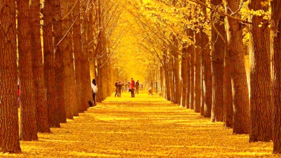 Ginkgo Diaoyutai