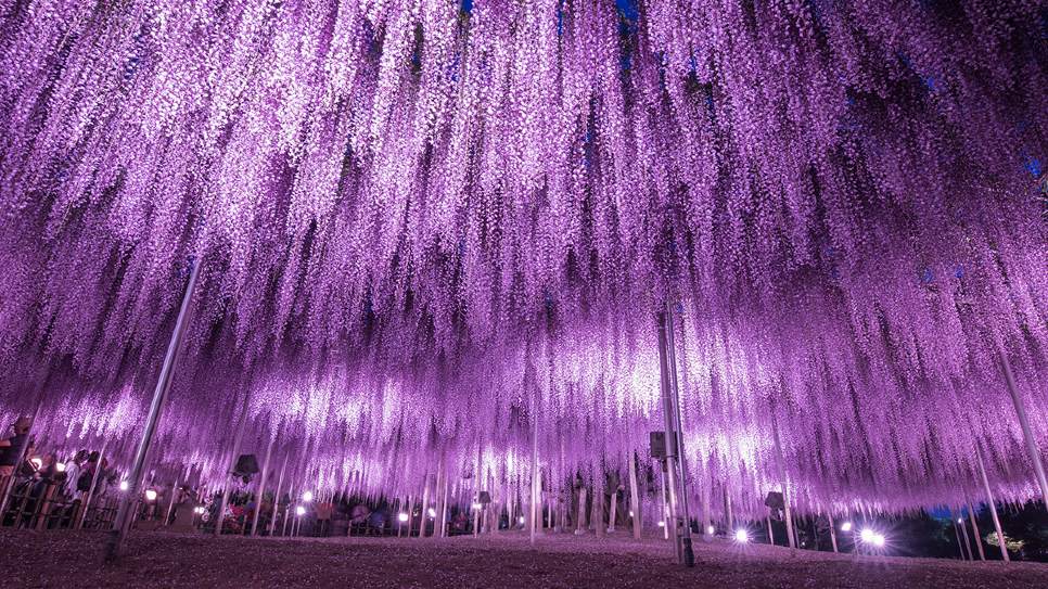 Lễ hội Hoa Tử Đằng tại Công viên Ashikaga Park