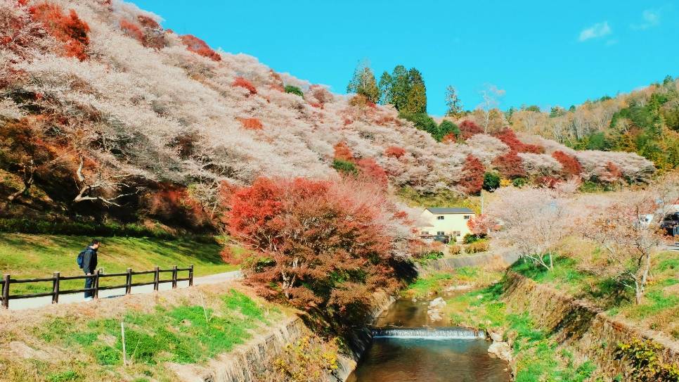 Senmi Shikizakura no Sato 
