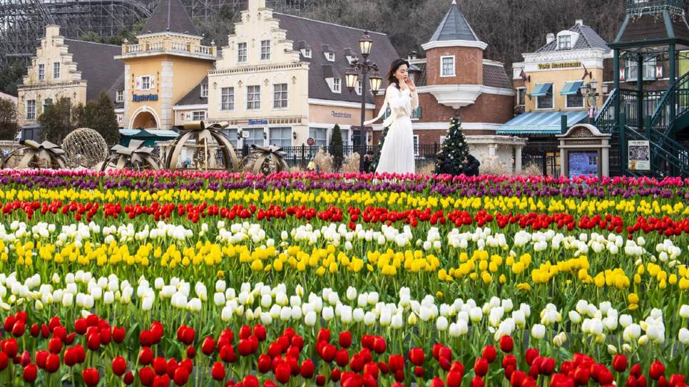 Everland với Lễ hội hoa Tulip