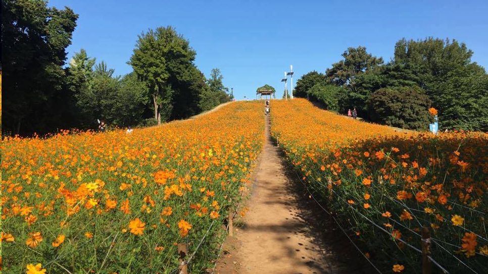 Cánh đồng hoa Cosmos