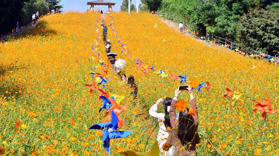 C&aacute;nh đồng hoa Cosmos