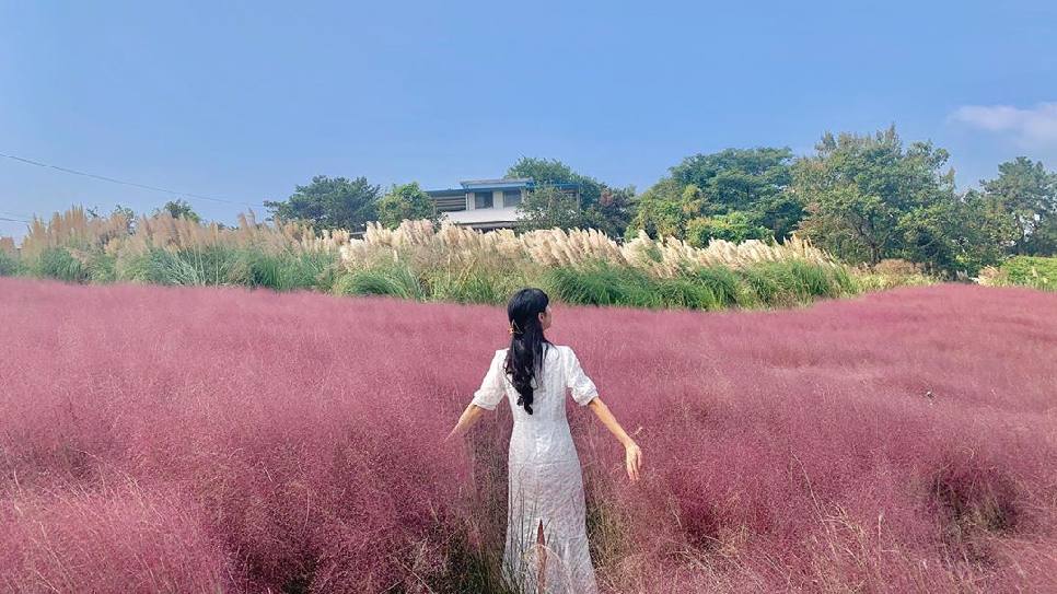 Hoa Pink Muhly