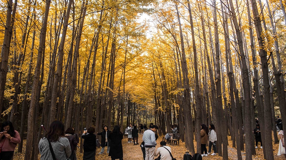 C&ocirc;ng vi&ecirc;n Seoul Forest Park