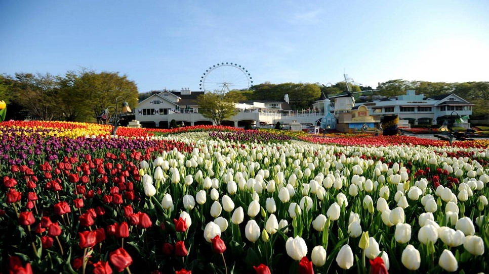 Lễ hội hoa Tulip tại c&ocirc;ng vi&ecirc;n Everland