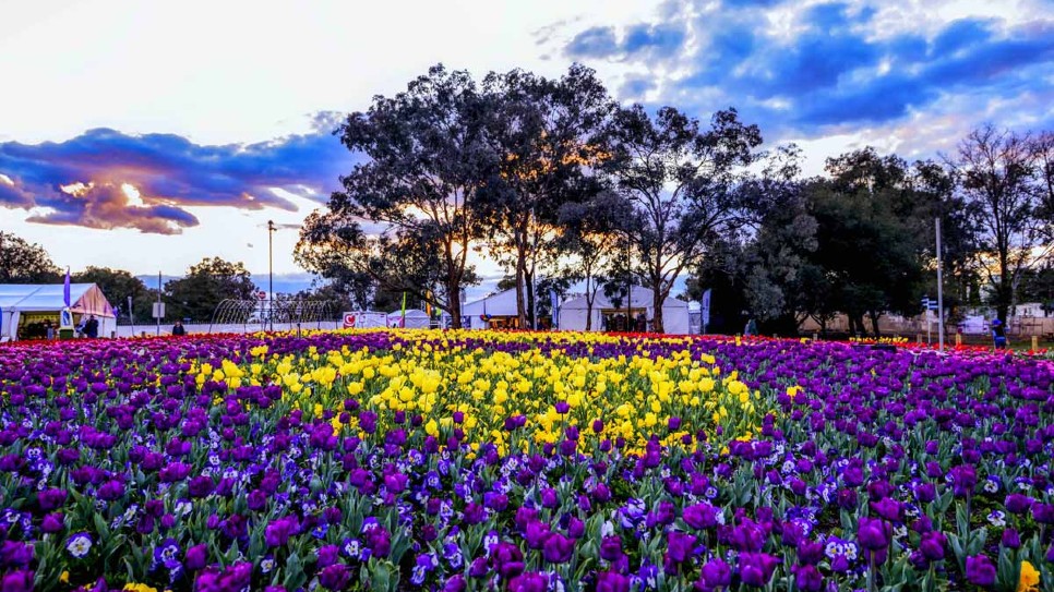 Lễ hội hoa Floriade