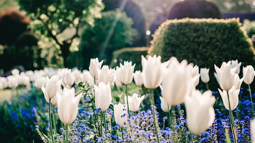 Vườn hoa TULIP TOP GARDEN