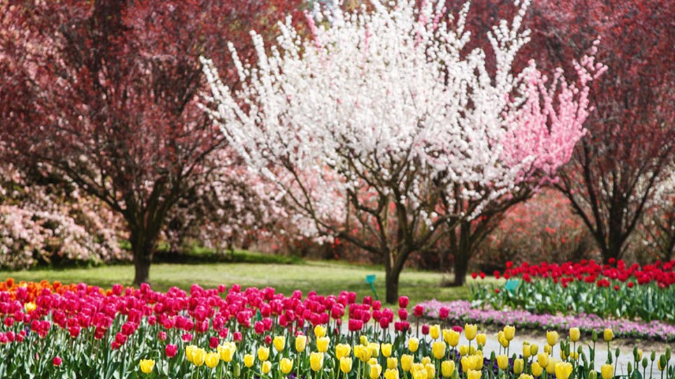 Vườn hoa TULIP TOP GARDEN
