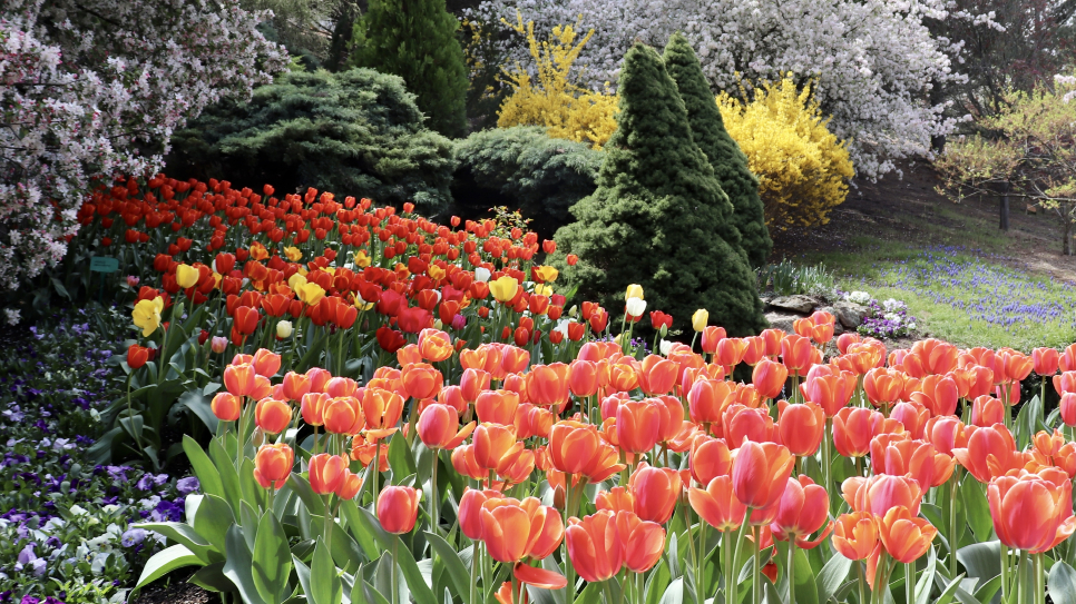 Thiên đường mùa xuân Tulip Top Garden