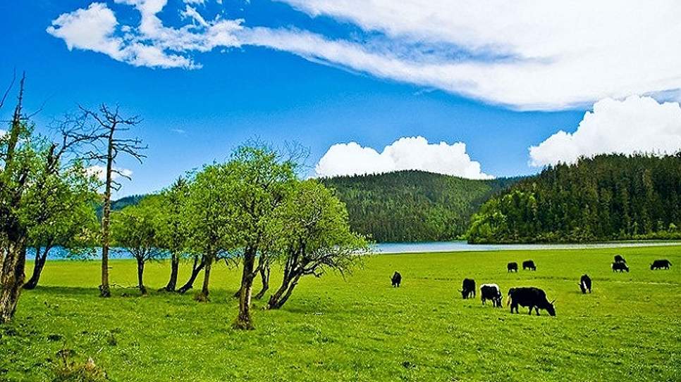 Thảo nguy&ecirc;n Cam Hải Tử