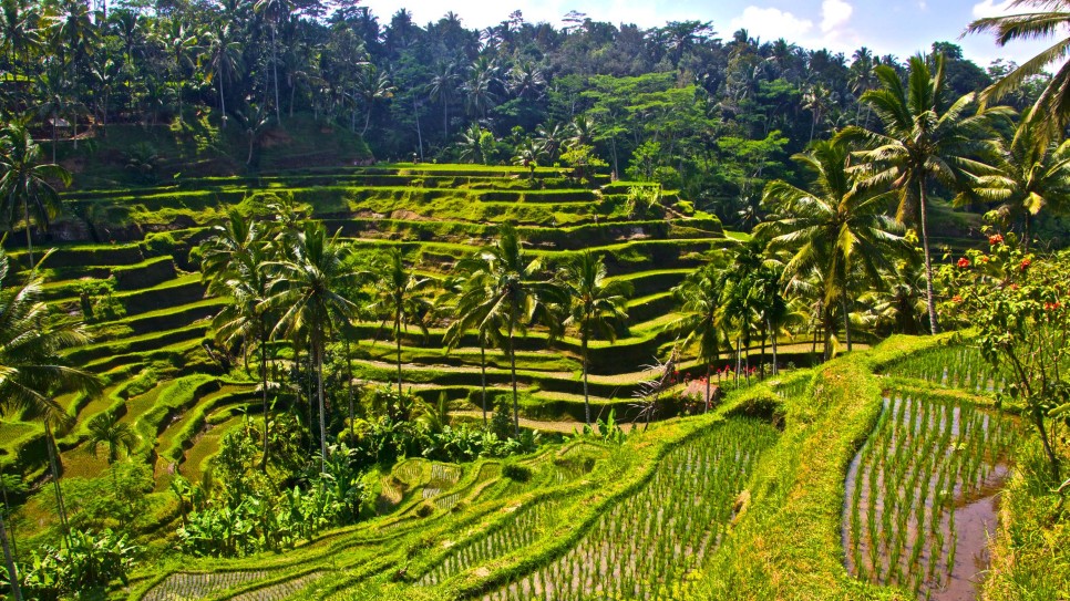 Ruộng bậc thang Tegalalang là một phần cảnh quan văn hóa của di sản thế giới được UNESCO công nhận.