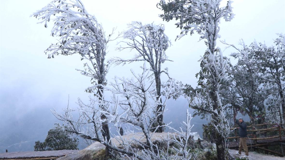 Mùa đông, rừng cây ở đèo Ô Quy Hồ phủ kín tuyết trắng 