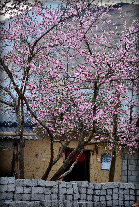 Hoa đào ngày xuân