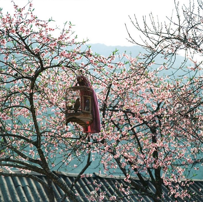 Hoa mận ngày xuân