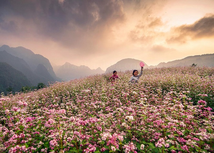 Tam giác mạch nở rộ giữa trời đông