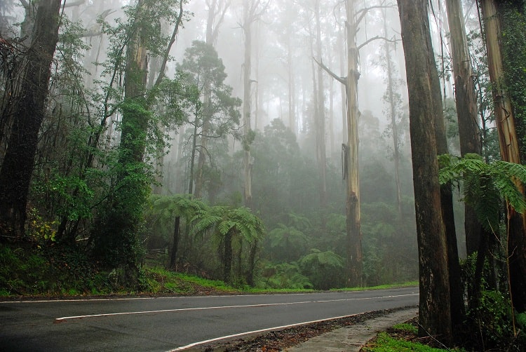 Từ một vùng núi ít người biết đến, Dandenong Ranges trở thành công viên quốc gia thu hút khách du lịch