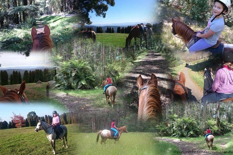 Những trải nghiệm thú vị nhất định không thể bỏ qua khi đến Dandenong Ranges